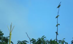 Bhratri-Baran : (Freshers’ Welcome)