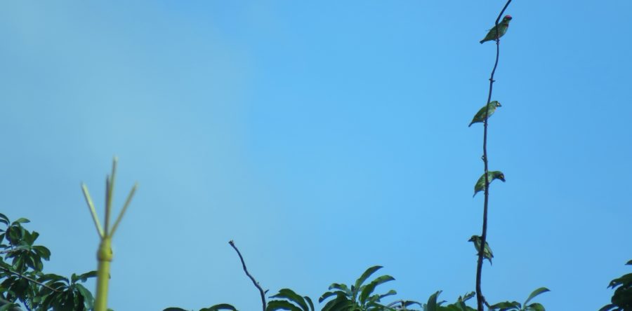 Bhratri-Baran : (Freshers’ Welcome)